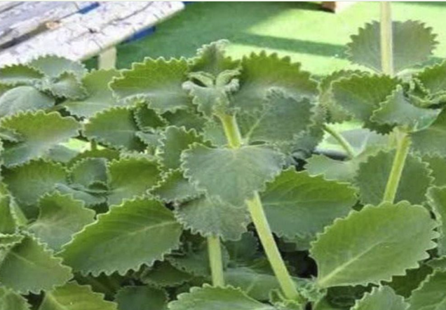 Doktorlar kekik tüketiminin şu sorunlara yol açtığını açıkladı