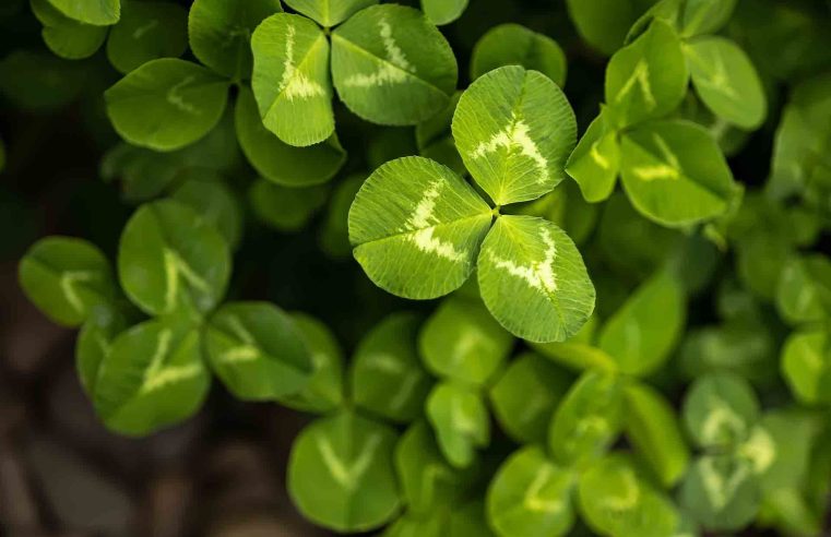 Gerçekten ne kadar şanslı olduğunu gör