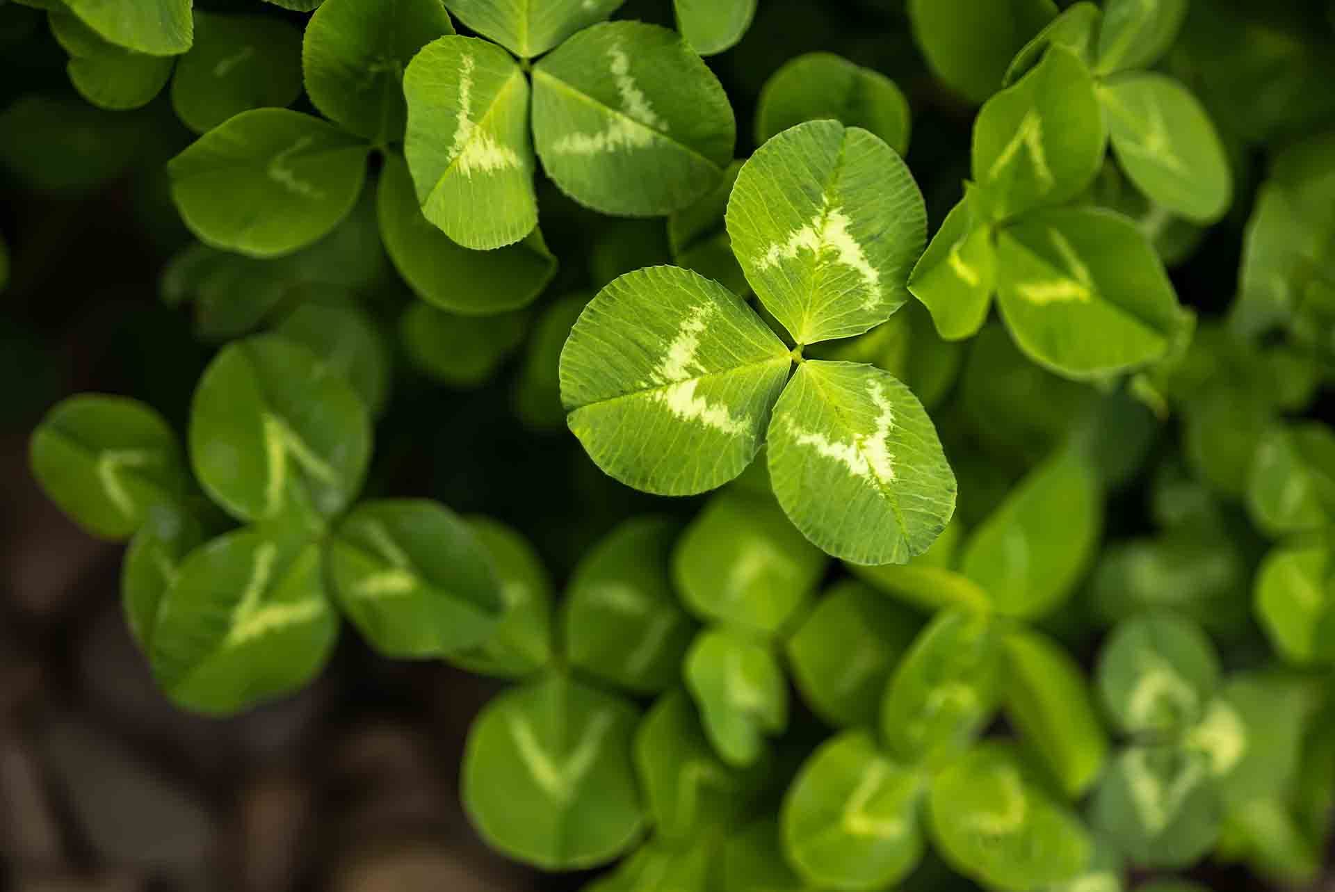 Gerçekten ne kadar şanslı olduğunu gör