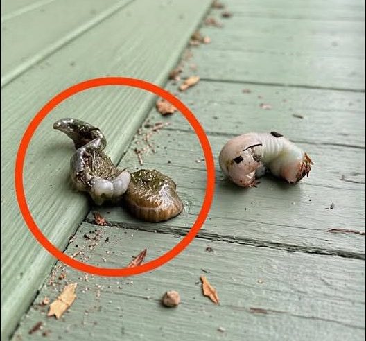 sabah balkona çıktım ve yerde bunu gördüm.