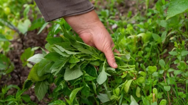 Dünyanın en sağlıklı bitkisi