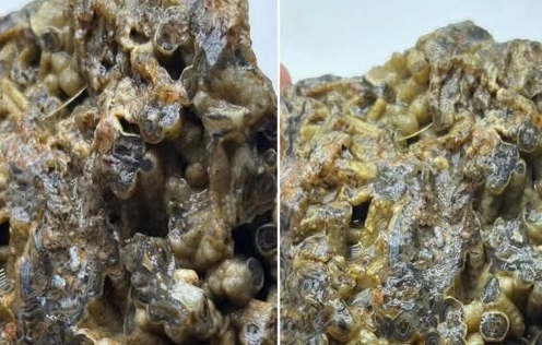 Türkiye’de bulundu!