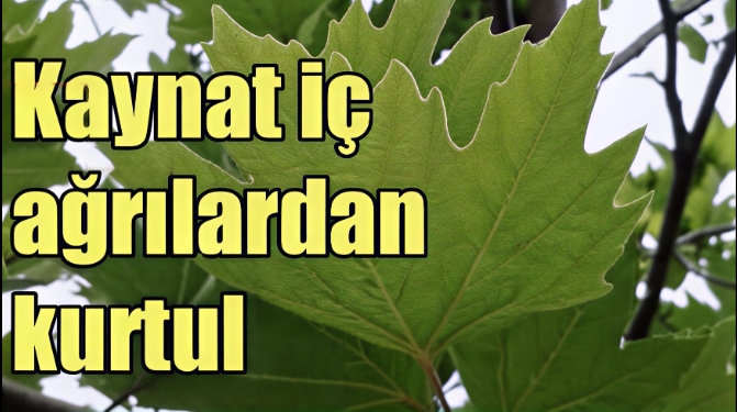 Diz ve eklem ağrılarına veda