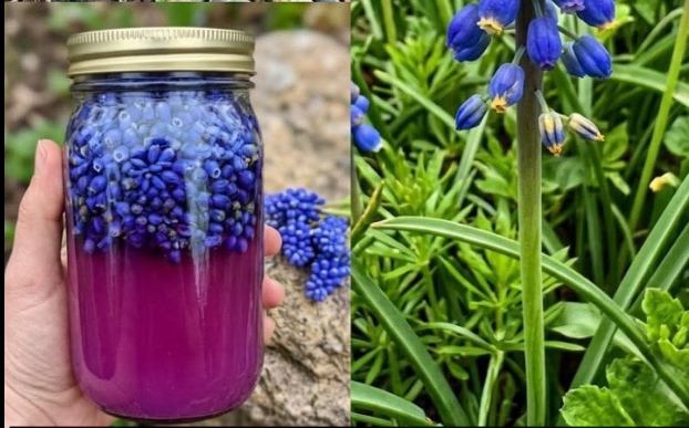 Şaşırtıcı Faydaları ve Kullanım Alanları Olan Minik Bir Bahar Harikası