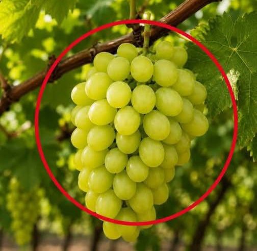Uzmanlar Üzüm Yemeğin Şunlara Neden Olduğunu Açıkladı